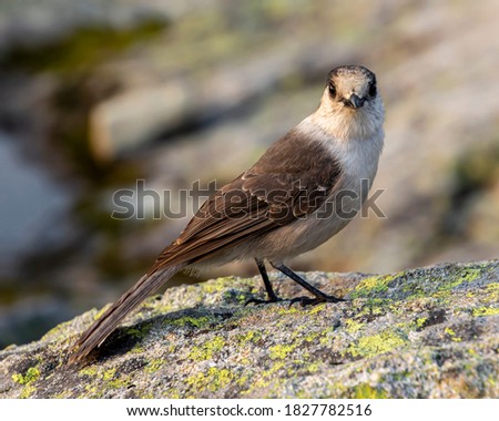 Gray Jay sitting on a rock up in the mountains. Cute bird with grey and brown feathers. Close up portrait. Autumn picture