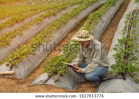 The Asian elder farmers men who use a tablet taking pictures of stawberry plants For further analysis in the laboratory. 