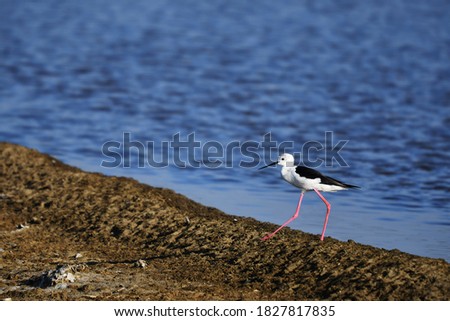 a red long leg black-winged stilt, walking at salt pond on blurred background (selected focus on the eye)