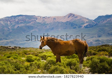 wild horse in the bush