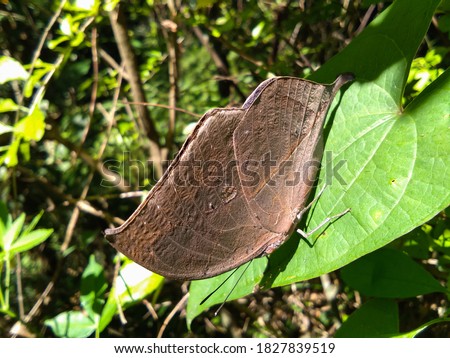 picture of leaf butterfly (orange oakleaf ) or kallima inachus in himachal pradesh India