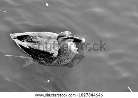 Duck Bird animal water wild