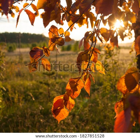 autumn park, sunny elm leaves on a background of bright blue sky.  Last warm days