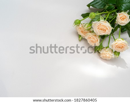 Bush roses of light cream color on a light background. Copy space.