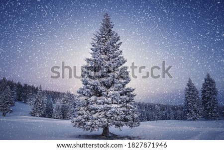the beautiful image of a pine tree under the starry sky is looking amazing and fantastic
