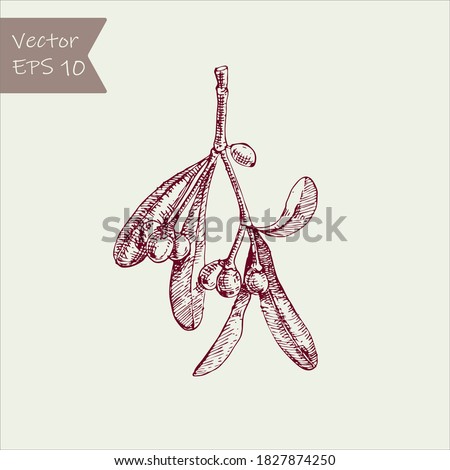 Branch mistletoe hand drawn. Sketch element for your design. Ink vector illustration. Royalty-Free Stock Photo #1827874250