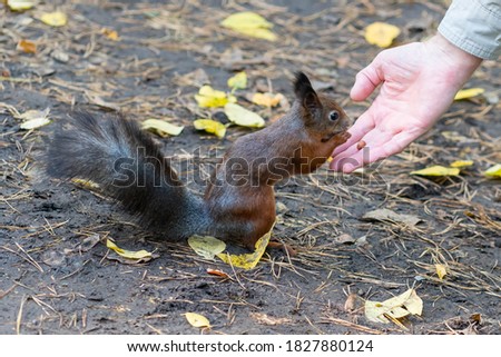 Squirrel Sciurus vulgaris takes food from human hands.