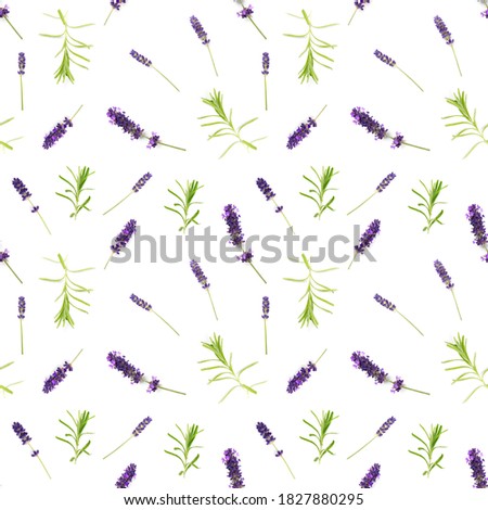 seamless pattern made from lavendel flowers isolated on white. fresh blossoms. floral pattern. Royalty-Free Stock Photo #1827880295