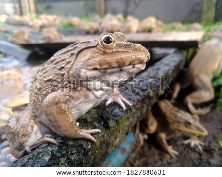 big cute frogs on wood in the farm animals life  and nature concept