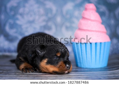 
Cute newborn rottweiler puppy on a computer printable background