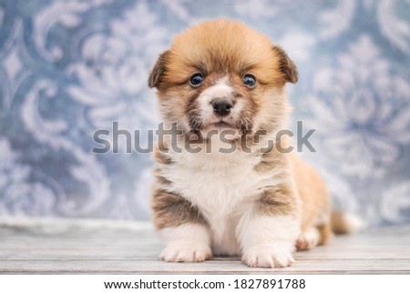 
Cute new born puppy welsh corky pembok cadigan with crown portrait from photo shoot