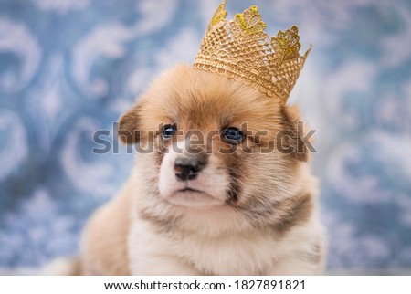 
Cute new born puppy welsh corky pembok cadigan with crown portrait from photo shoot