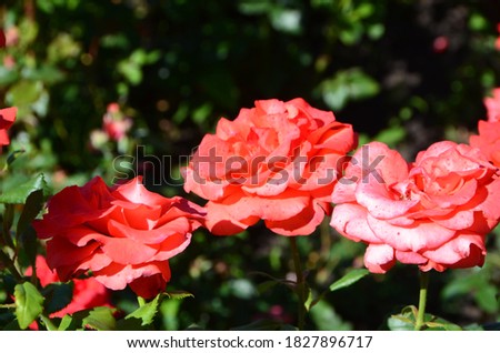 Red roses on the waterfront, Samara, Russia