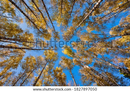 Autumn forest with bright blue sky