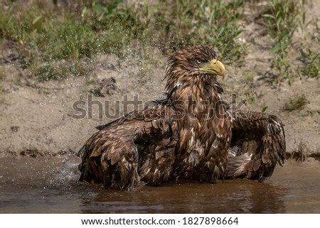 Beautiful White Tailed Eagle (Haliaeetus albicilla) taking a bath with splashing water and displaying feathers. Also known as the ern, erne, gray eagle, Eurasian sea eagle and white-tailed sea-eagle. 