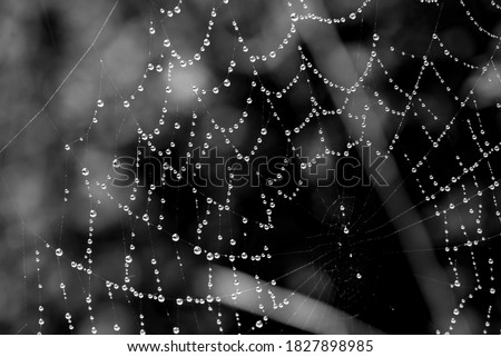 Waterdrops on a cobweb after summer rain. Summer / autumn mood. Blurred background, dark palette of black & white.