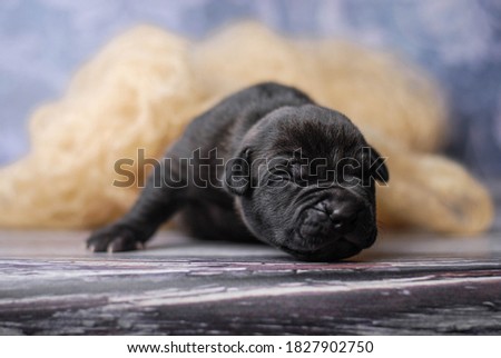 
Cutest puppy photo session of a newborn American Pit Bull Terrier puppy