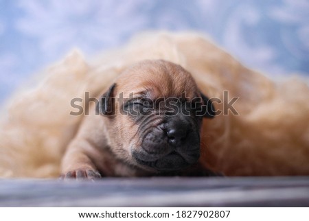 
Cutest puppy photo session of a newborn American Pit Bull Terrier puppy