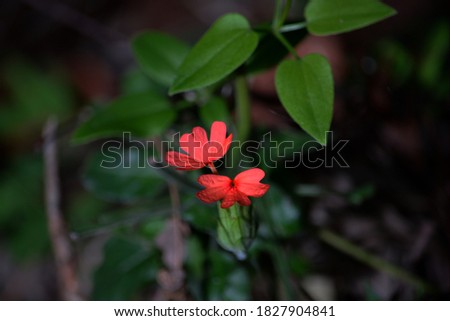 Pink color flower with green leaves.