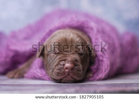 
Cutest puppy photo session of a newborn American Pit Bull Terrier puppy