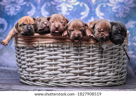 
Cute puppies in the basket photo session of a newborn American Pit Bull Terrier puppy