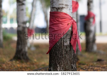 Red pioneer ties on white birch trees, in memory of the children who died during the siege of Leningrad. Commemorative grove with 900 birches planted. In memory of every day of the siege.