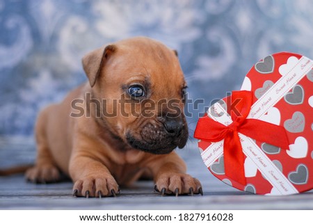 
beautiful puppy photo shoot for american pitbull terrier portraits with decor