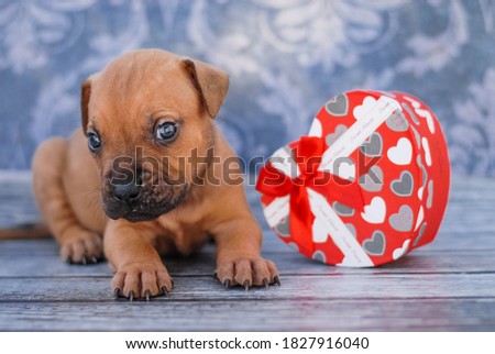 
beautiful puppy photo shoot for american pitbull terrier portraits with decor