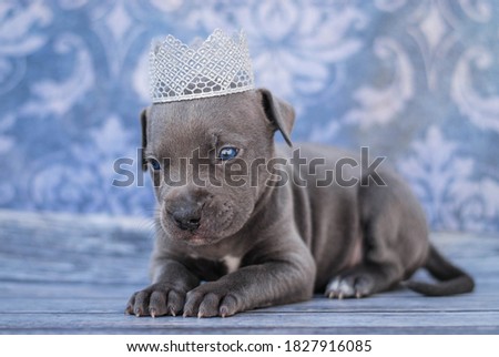 
beautiful puppy photo shoot for american pitbull terrier portraits with decor