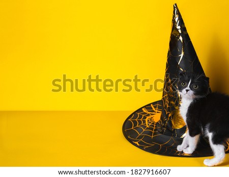 Black-white kitten with a Halloween hat on a bright yellow background.