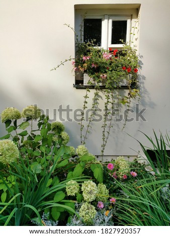 Windows in an old house decorated with flower pots and flowers.