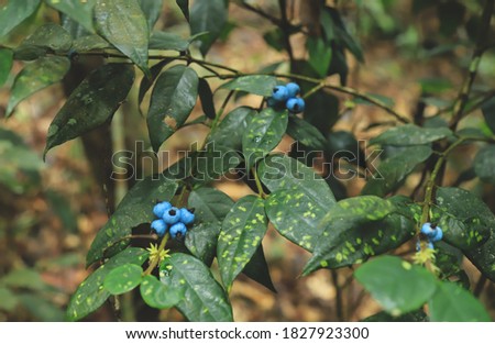 strange wild plant with fruits in blue color in tropical rainy forest 