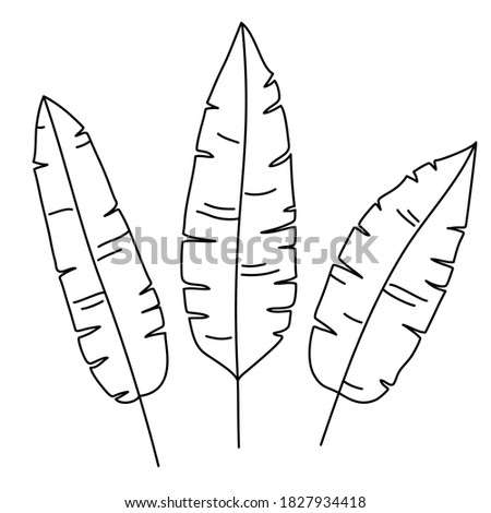 Set of exotic tropical leaves. The plant of the jungle and Hawaii. Hand draw doodle style. Black outlines isolated on a white background. Elements for cards, posters, flyers, stickers, textile, design