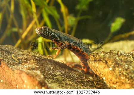 Red-bellied amphibian Danube crested newt, Triturus dobrogicus in the pond