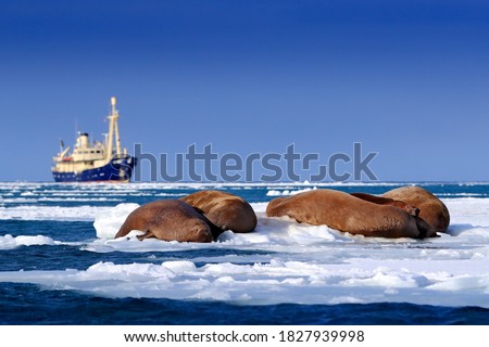 Walrus with boat vessel, Odobenus rosmarus, sleeping near the blue water on white ice with snow, Svalbard, Norway. Mother with cubs. Young walrus with female. Winter Arctic landscape with big animal.
