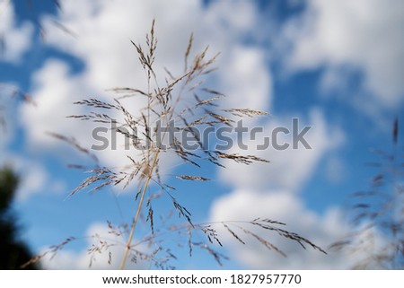 Close-up picture of dried grass with blue sky and white clouds on background. Agricultural development in countryside. Ecological conservation concept.