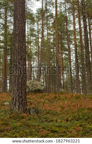 Stone on the hill in the forest