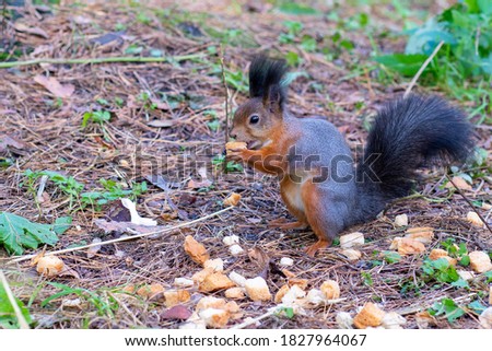 Squirrel Sciurus vulgaris in search of food wildlife.