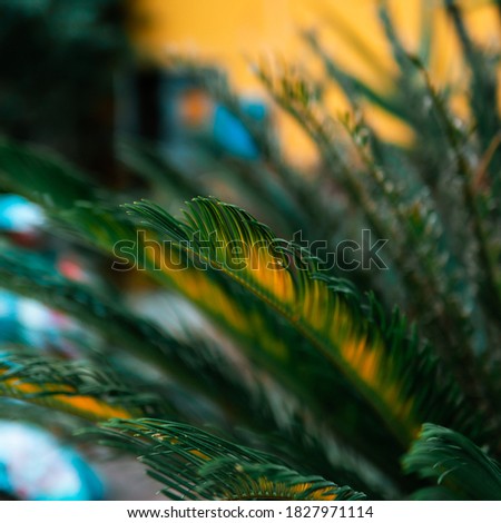
Close up picture of Areca Palm Plant with orange wall in the background.jpg