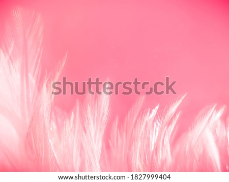 Beautiful abstract gray and pink feathers on white background,  white feather frame texture on pink pattern and pink background