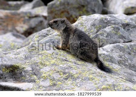 Marmot on a rock in the French Pyrenees