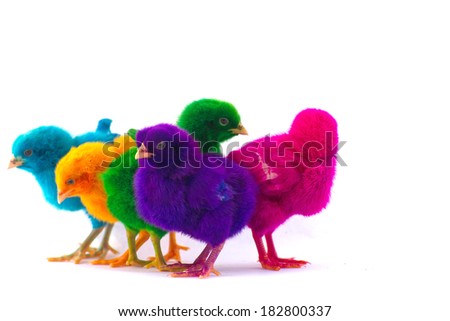 Stock Photo - Colorful cute little baby chicken against white background