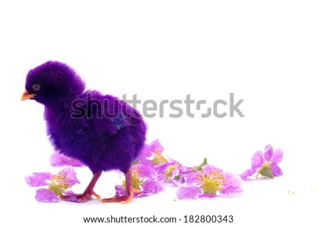 Stock Photo - Cute little baby chicken against white background