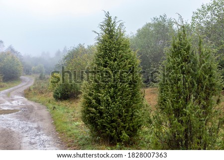 Juniperus communis, the common juniper, is a species of small tree or shrub in the genus Juniperus, in the family Cupressaceae.  Royalty-Free Stock Photo #1828007363