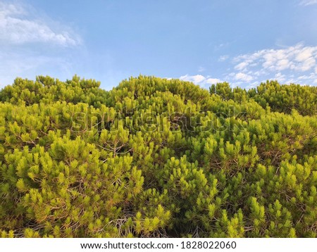 pine trees in the bright rays of the sun on a background of blue sky