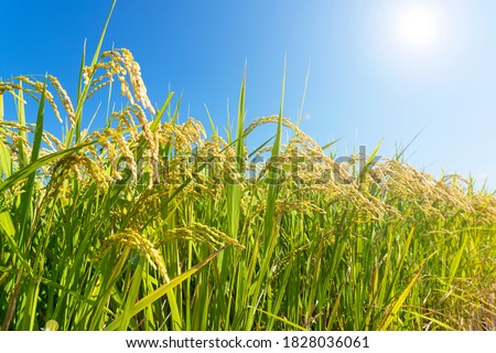 Ears of rice and blue sky. Close-up of the rice ears Royalty-Free Stock Photo #1828036061