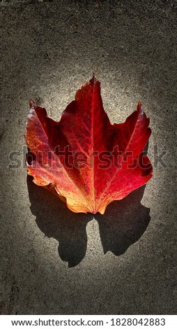 Beauty of the Maple leaf in Autumn!