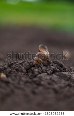 Closeup of small snail shell in a soil