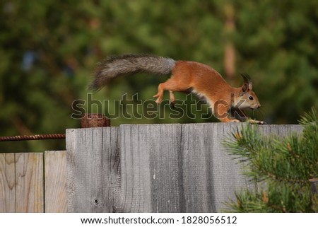 Squirrel runs, jumps by the fence.