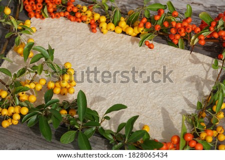 Yellow And Orange Pyracantha Coccinea Plant On The Wood Table With White Sheet For Text. Autumn Colors Of Firethorn Background.